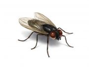 środki na muchy