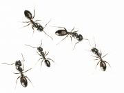 środki na mrówki